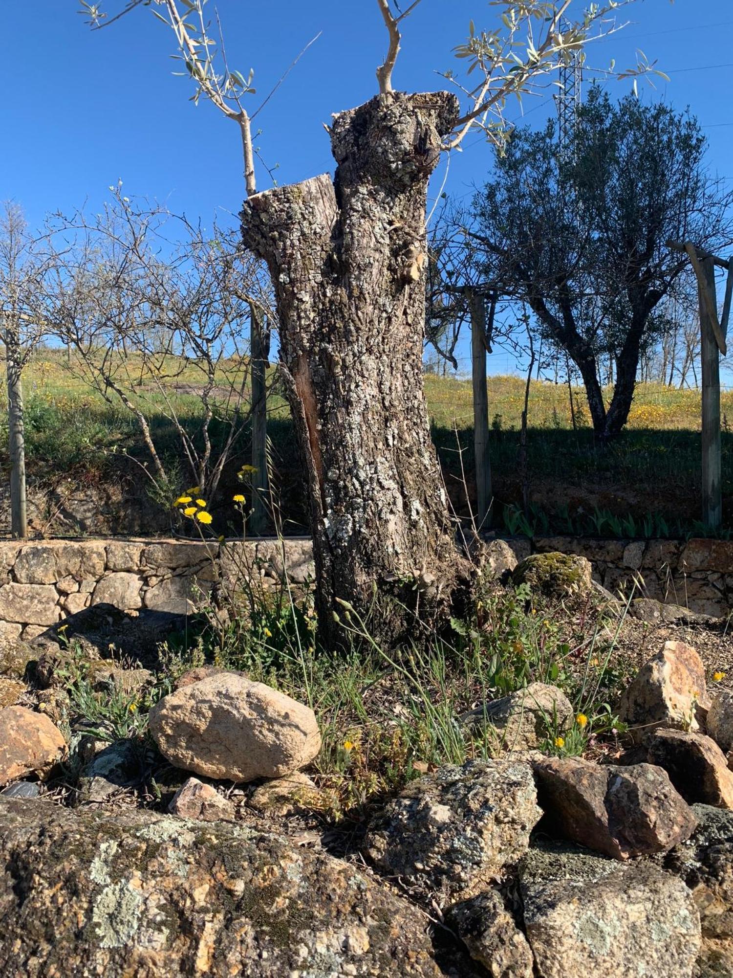 Quinta Dos Cedros L Turismo Rural Covilhã Esterno foto